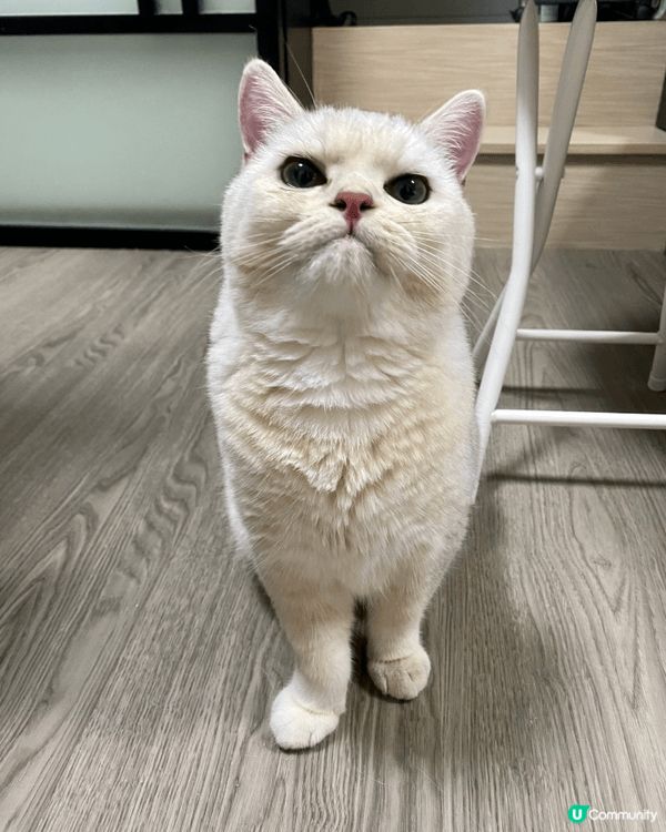 我有3位可愛毛孩，大毛孩毛毛今年3歲，二毛孩包包今年2歲，最...