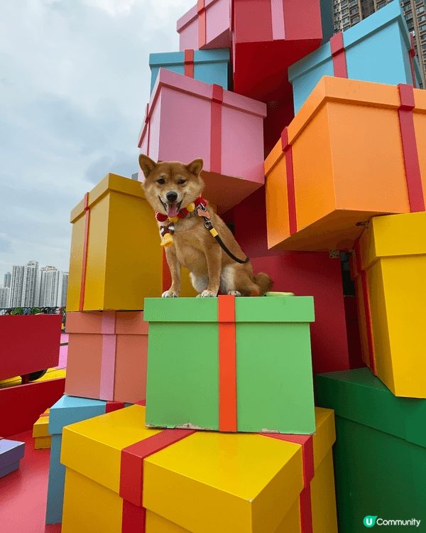 柴犬係好固執好獨立品種 又曳曳地 但係佢地個樣真係好可愛！