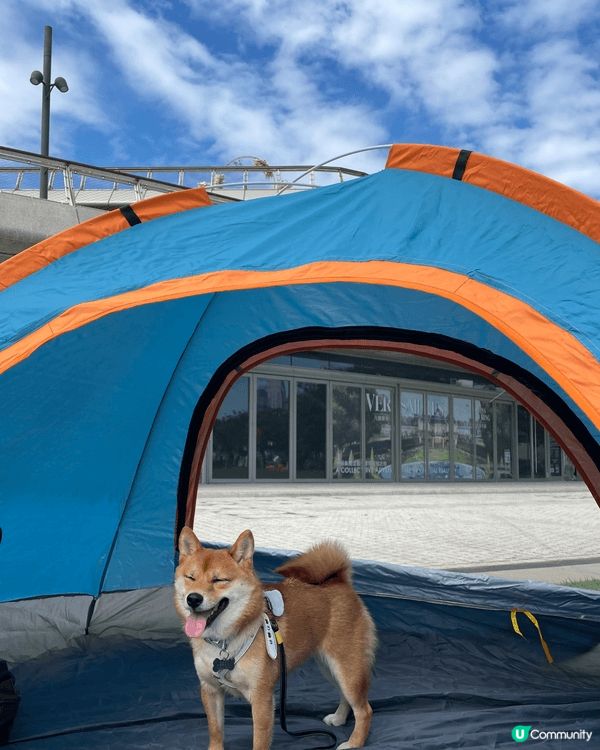 柴犬係好固執好獨立品種 又曳曳地 但係佢地個樣真係好可愛！