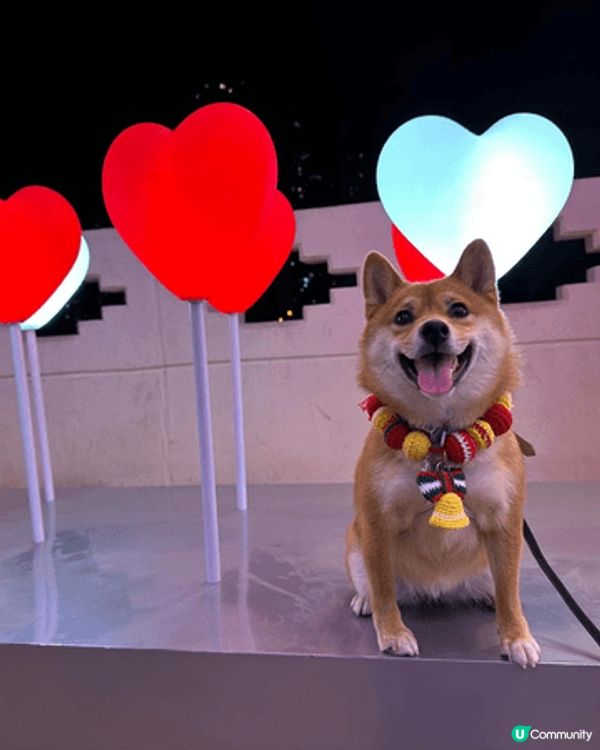 柴犬係好固執好獨立品種 又曳曳地 但係佢地個樣真係好可愛！