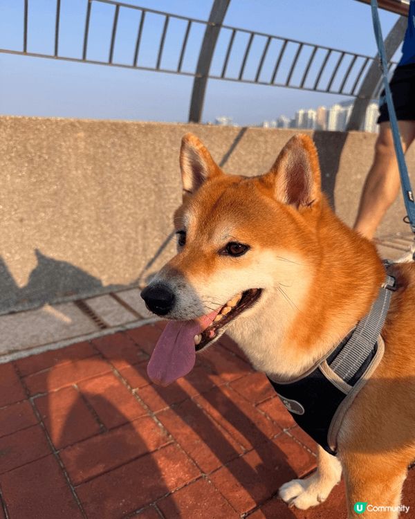 我家柴柴 每日都要出街玩～ 今次就帶佢去左科學園個邊散步🦮