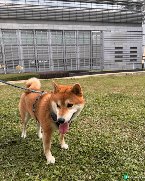 我家柴柴 每日都要出街玩～ 今次就帶佢去左科學園個邊散步🦮