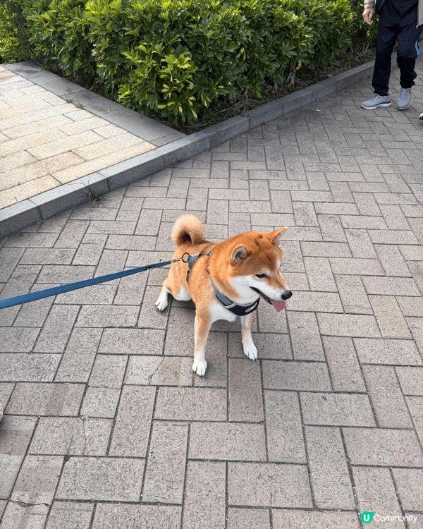 我家柴柴 每日都要出街玩～ 今次就帶佢去左科學園個邊散步🦮
