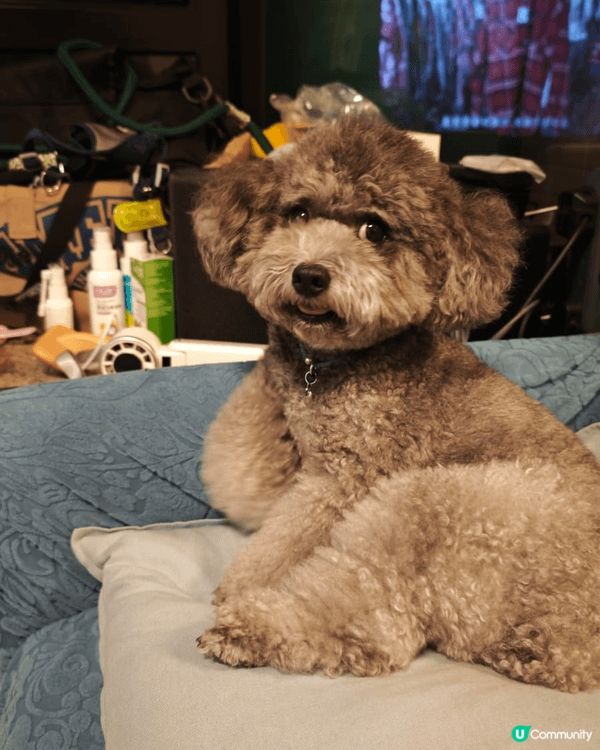 小狗活潑好動個性溫純可愛優屈眼瞓討人歡心