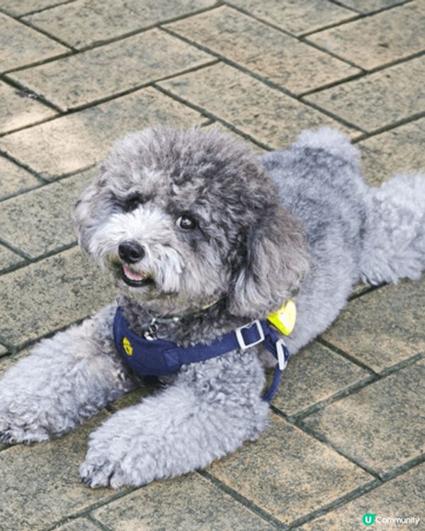 小狗活潑好動個性溫純可愛優屈眼瞓討人歡心