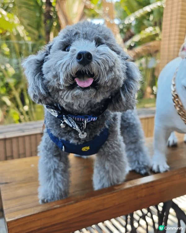 小狗活潑好動個性溫純可愛優屈眼瞓討人歡心