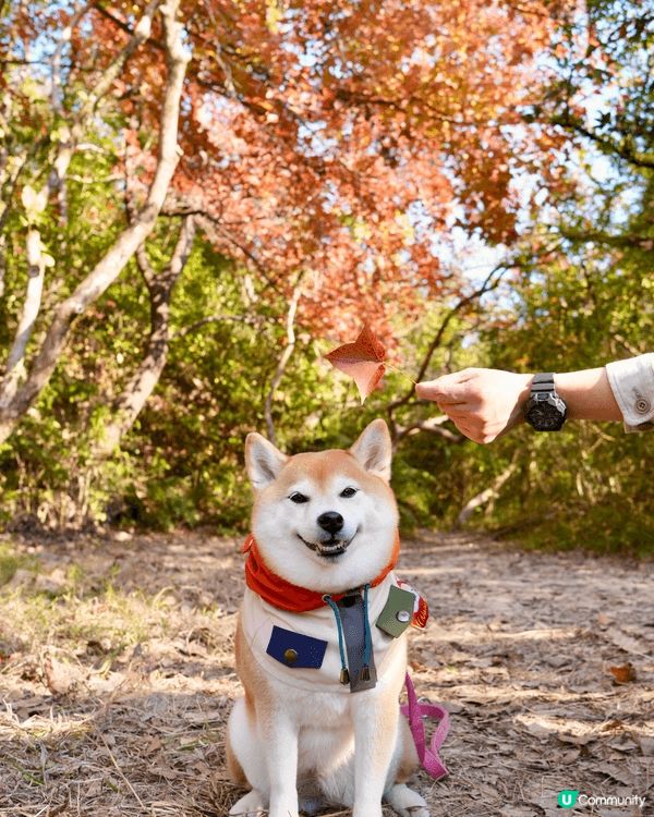 🍁本地賞楓好去處🍁 