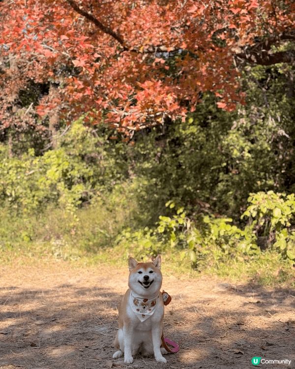 🍁本地賞楓好去處🍁 