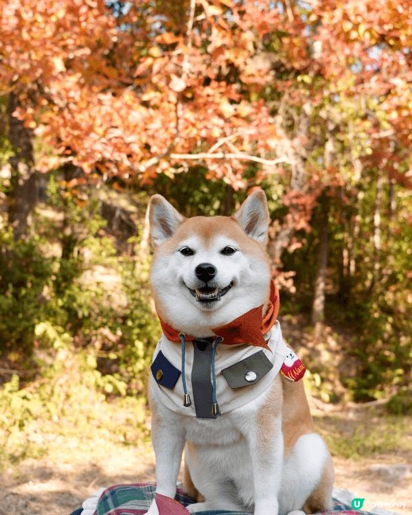 🍁本地賞楓好去處🍁 