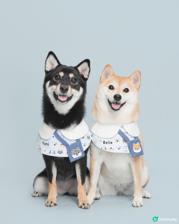 Balie (讀Bali)係一隻5歲嘅小柴女，而Yumi亦都...