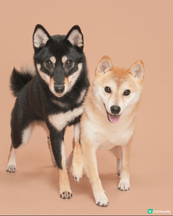 Balie (讀Bali)係一隻5歲嘅小柴女，而Yumi亦都...