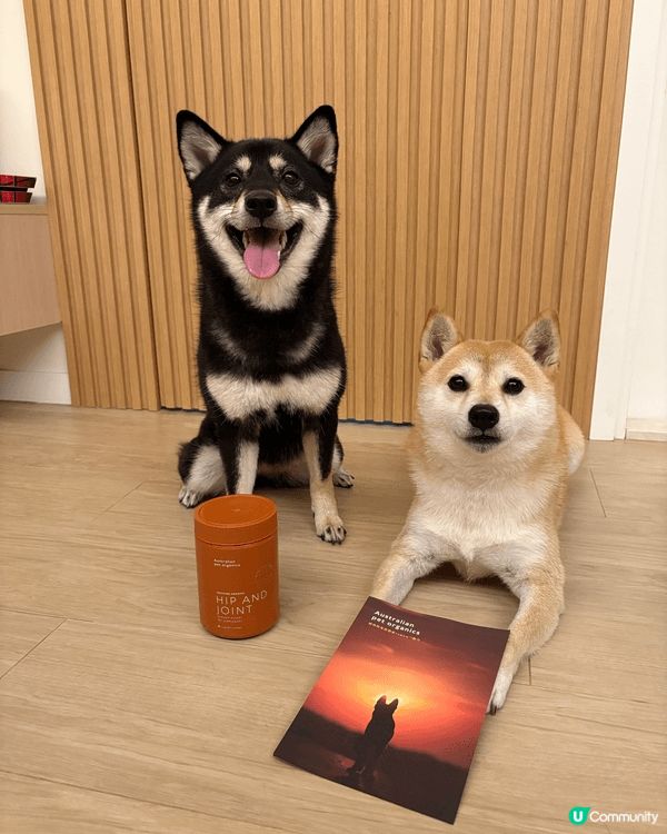 Balie (讀Bali)係一隻5歲嘅小柴女，而Yumi亦都...