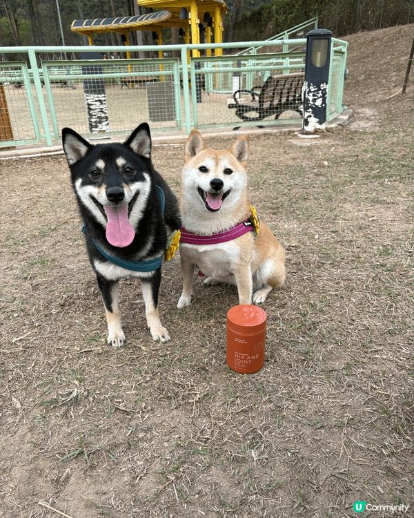 Balie (讀Bali)係一隻5歲嘅小柴女，而Yumi亦都...