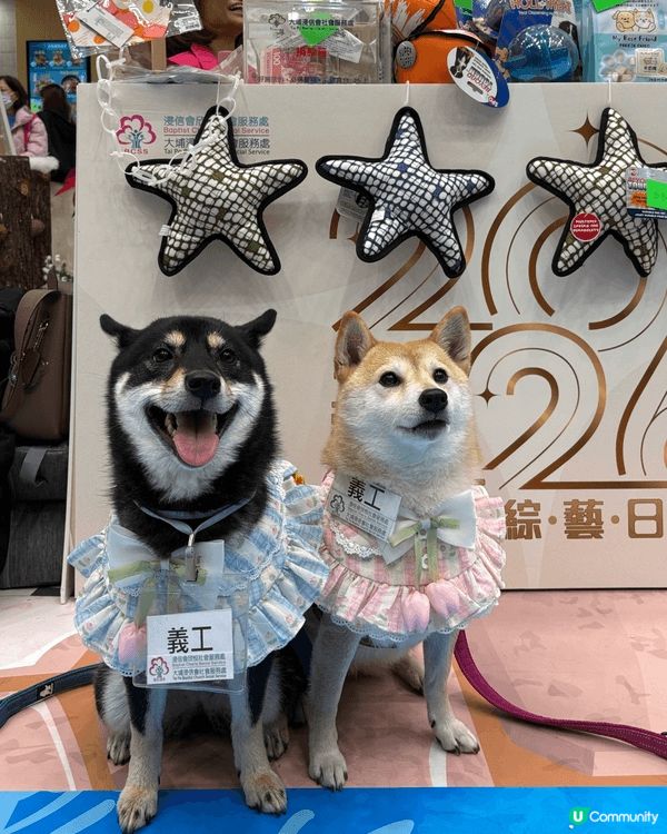 Balie (讀Bali)係一隻5歲嘅小柴女，而Yumi亦都...