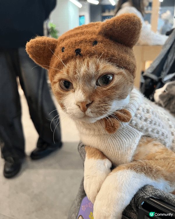 常常喜歡去街街既貓貓