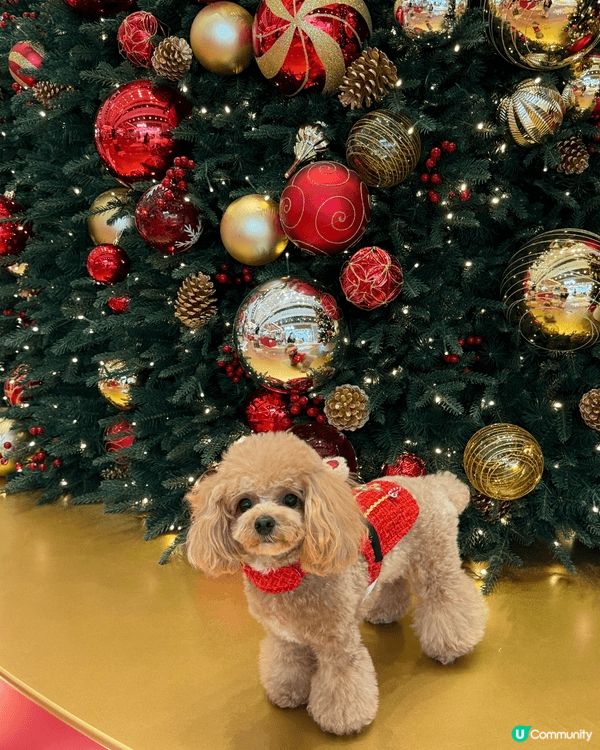 平時帶狗狗出街後，都會用濕紙巾抹腳仔，想試吓用清潔泡泡#想幫...