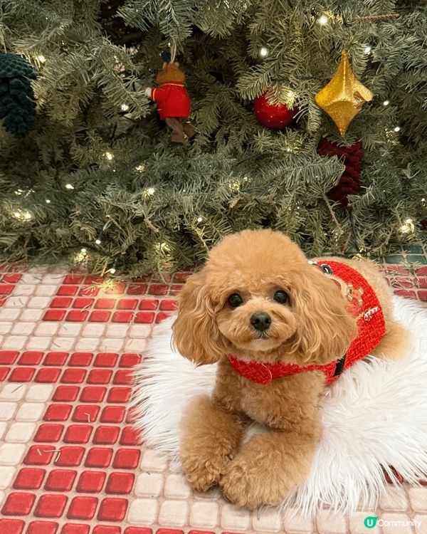 平時帶狗狗出街後，都會用濕紙巾抹腳仔，想試吓用清潔泡泡#想幫...