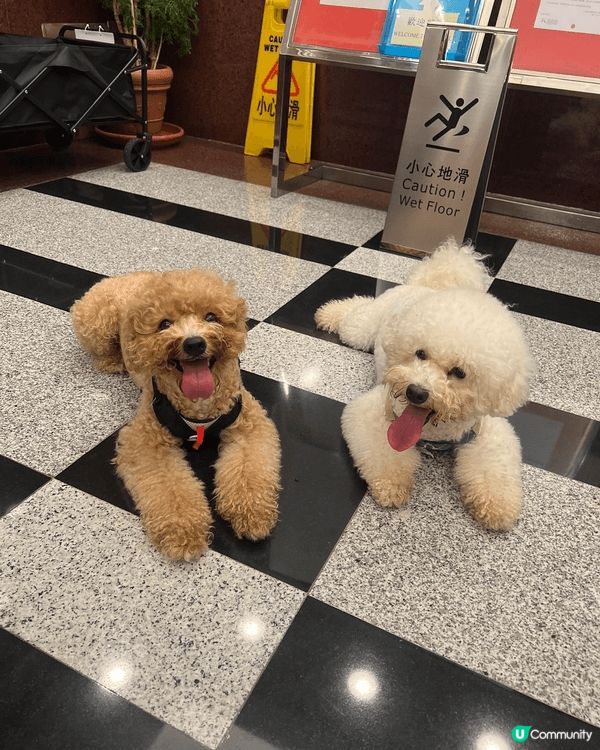 Sparki同Bailey在鏡頭面前是兩隻樣子非常可愛的狗狗...