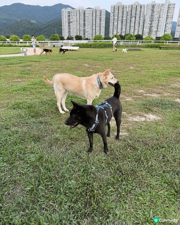 主子好鐘意跑草地，不過我就怕怕啦
