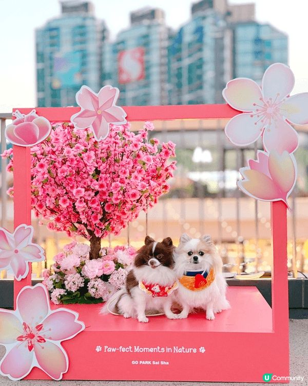 砂煲艾斯兩兄弟感情好好，成日周圍去打卡，喺屋企一樣成日影相！...