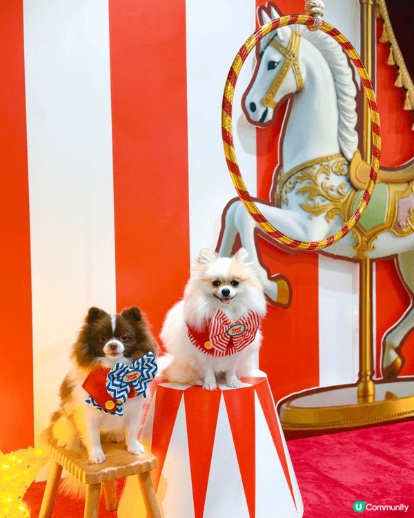 砂煲艾斯兩兄弟感情好好，成日周圍去打卡，喺屋企一樣成日影相！...