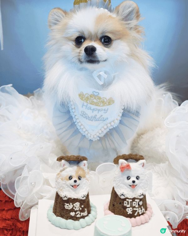 砂煲艾斯兩兄弟感情好好，成日周圍去打卡，喺屋企一樣成日影相！...