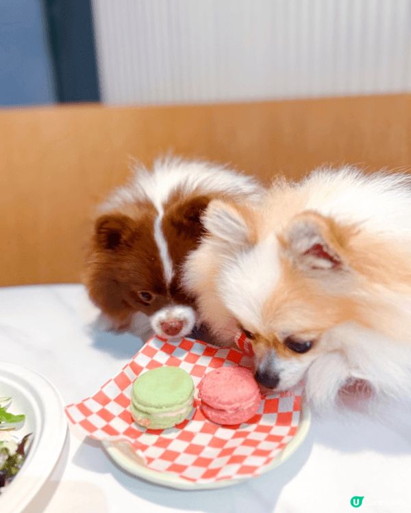 砂煲艾斯兩兄弟感情好好，成日周圍去打卡，喺屋企一樣成日影相！...