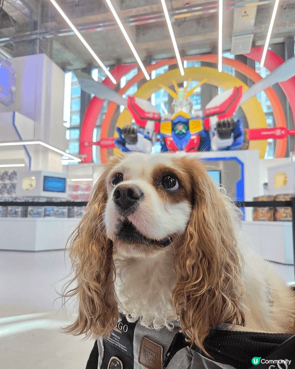 熱情狗狗 Sofie 鍾意周圍影靚相打卡，一聽到人地讚佢靚女...