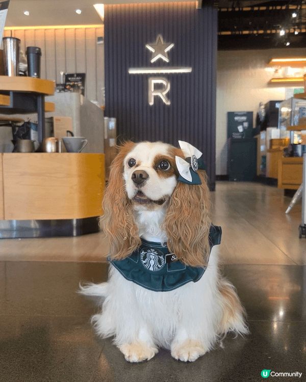 熱情狗狗 Sofie 鍾意周圍影靚相打卡，一聽到人地讚佢靚女...