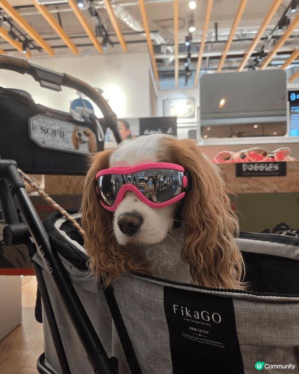 熱情狗狗 Sofie 鍾意周圍影靚相打卡，一聽到人地讚佢靚女...