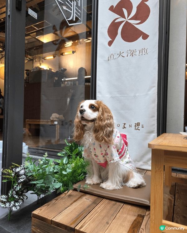 熱情狗狗 Sofie 鍾意周圍影靚相打卡，一聽到人地讚佢靚女...
