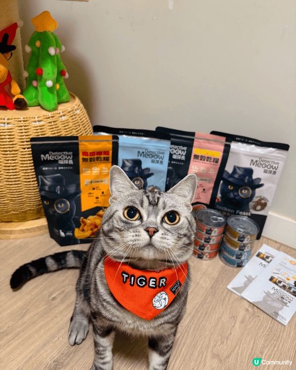 我係Tiger ,係3歲嘅美短🐯，我有個ig，都會同啲fol...