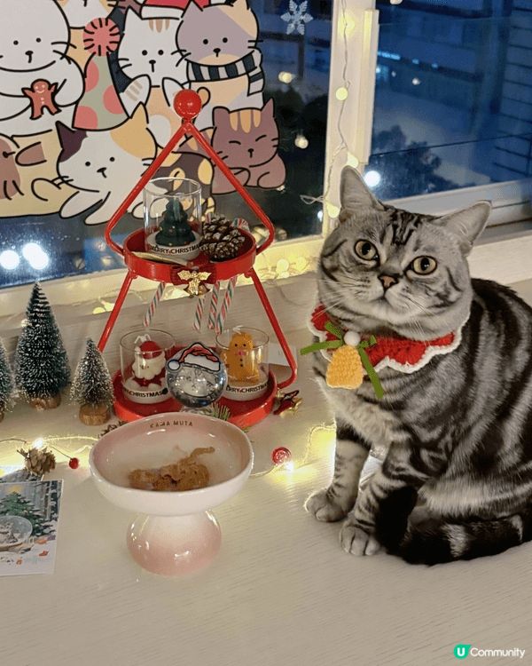 我係Tiger ,係3歲嘅美短🐯，我有個ig，都會同啲fol...