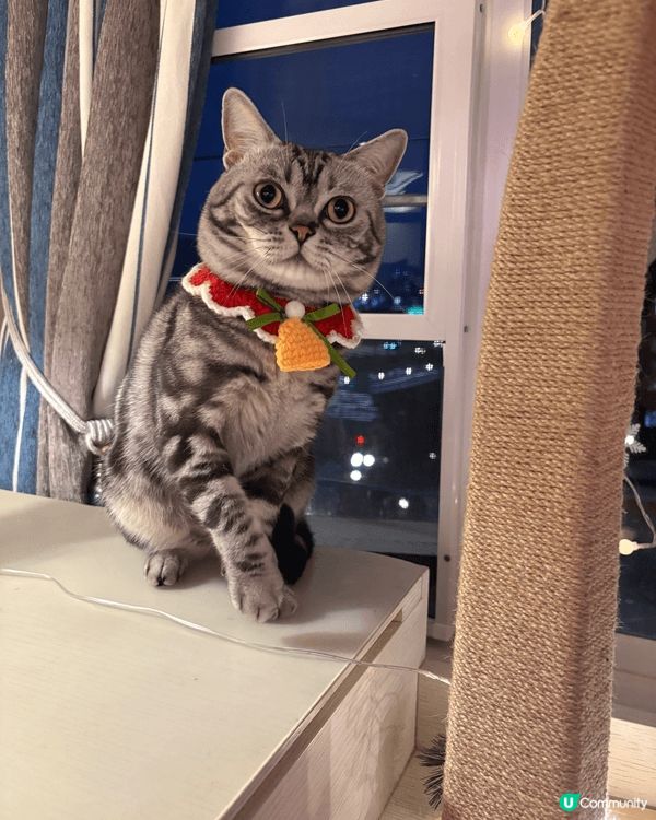 我係Tiger ,係3歲嘅美短🐯，我有個ig，都會同啲fol...