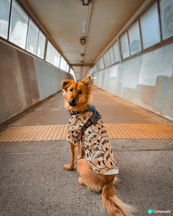 MoonMoon會去不同的地方，一齊港Moon周圍遊