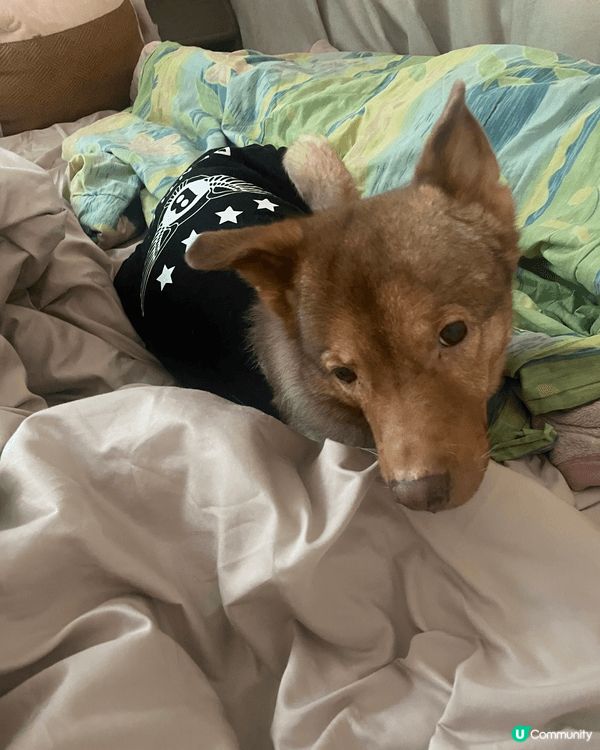 我家小狗平時好I, 自從兩個大姐姐走左，得返佢一個小男孩，感...