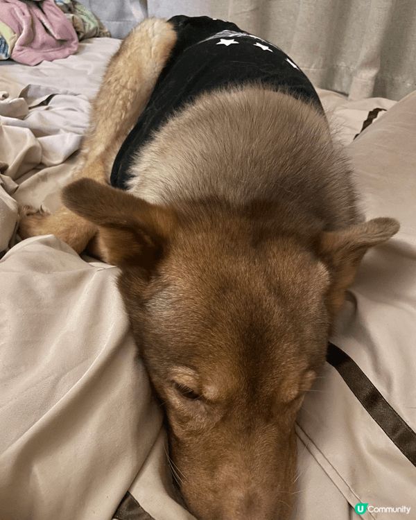 我家小狗平時好I, 自從兩個大姐姐走左，得返佢一個小男孩，感...