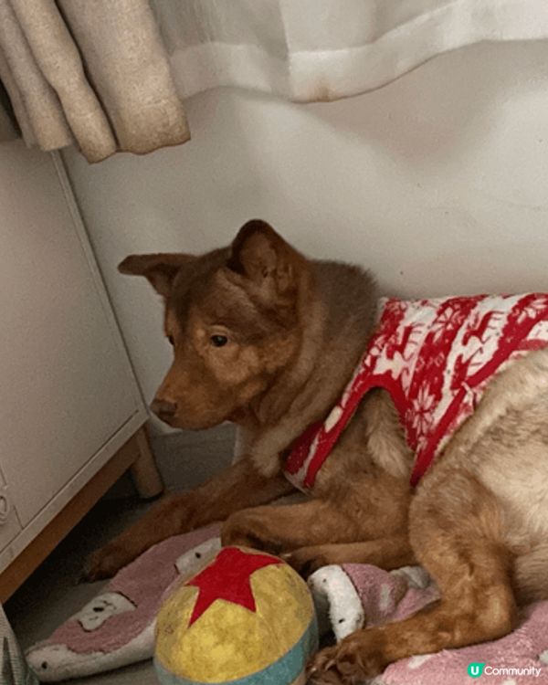 我家小狗平時好I, 自從兩個大姐姐走左，得返佢一個小男孩，感...