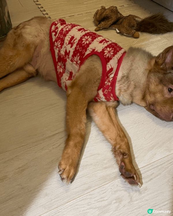 我家小狗平時好I, 自從兩個大姐姐走左，得返佢一個小男孩，感...