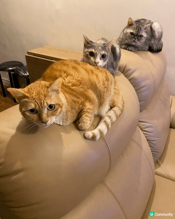 這三位小霸主是：