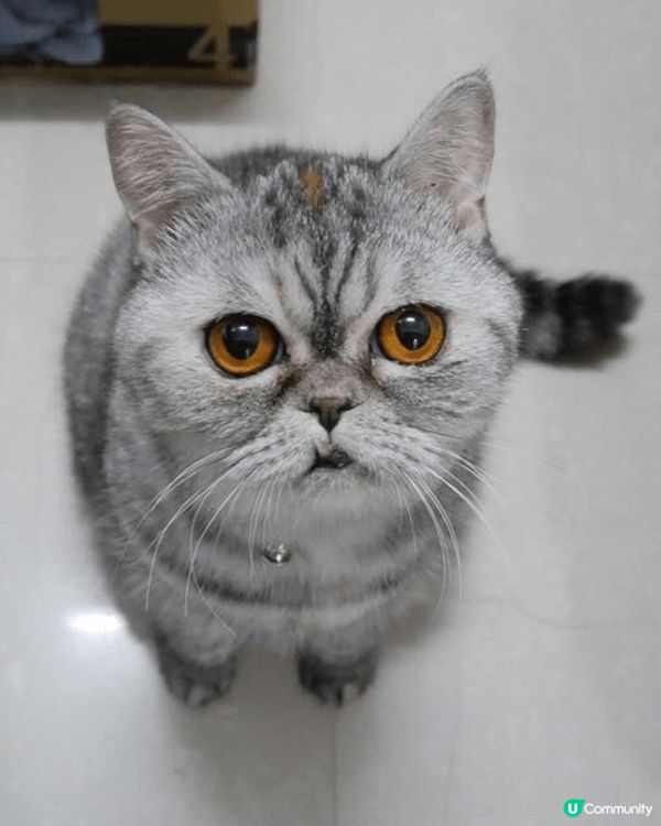 這三位小霸主是：