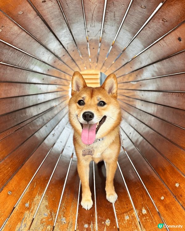 帶咗狗狗去狗公園同戶外散步打卡！睇佢奔奔跳跳，追住樹葉玩，好...