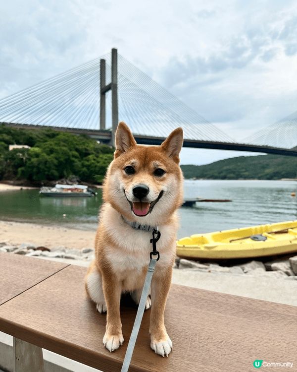 帶咗狗狗去狗公園同戶外散步打卡！睇佢奔奔跳跳，追住樹葉玩，好...