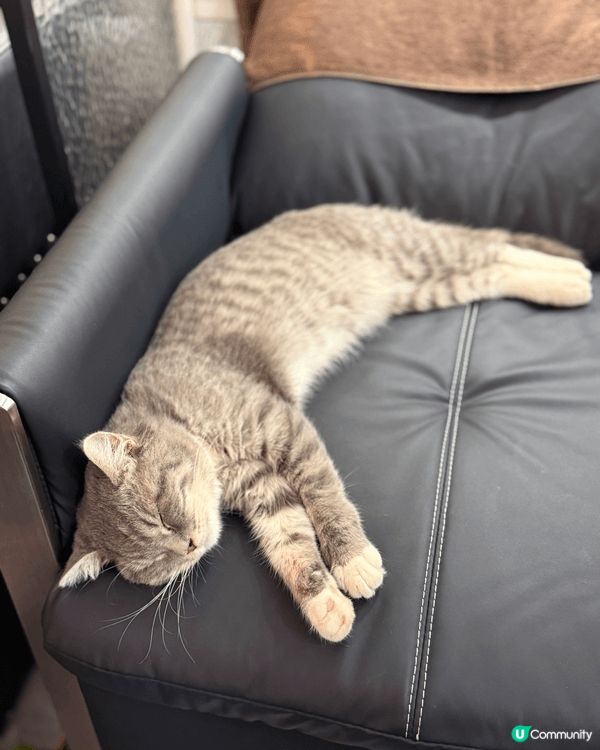 性格非常隨和的貓Bb,超可愛，又痴人，她是領養回來，一入家就...