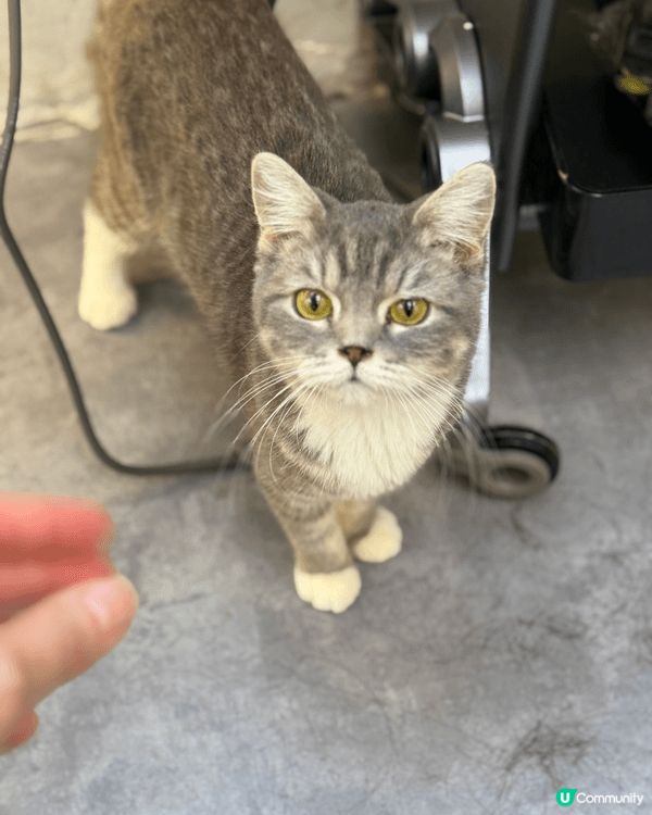 性格非常隨和的貓Bb,超可愛，又痴人，她是領養回來，一入家就...