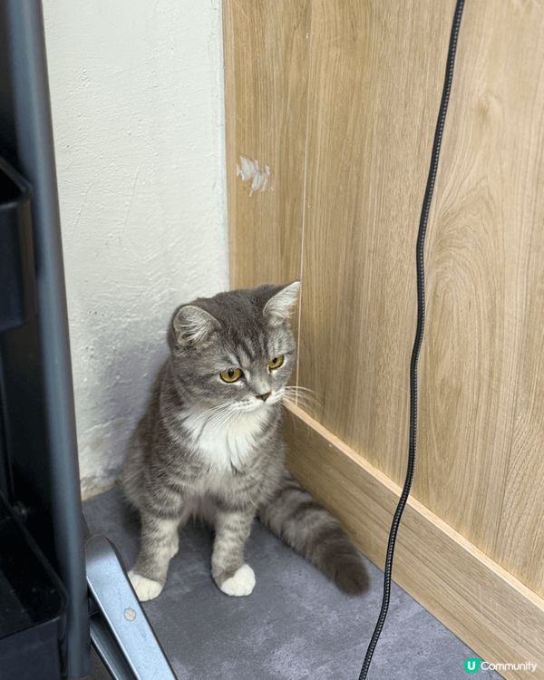 性格非常隨和的貓Bb,超可愛，又痴人，她是領養回來，一入家就...