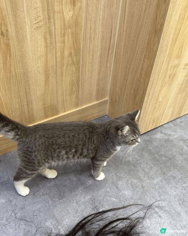 性格非常隨和的貓Bb,超可愛，又痴人，她是領養回來，一入家就...