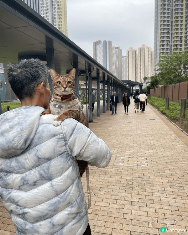 我有三隻傻貓豬豬豆豆冬甩，三隻都係好鍾意出街出完街，隻腳仔又...