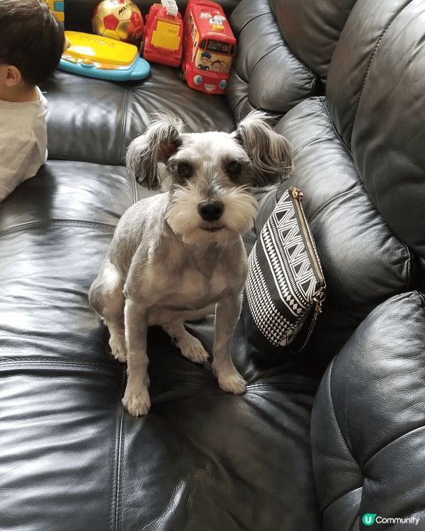 我的寵物叫蝦膏，今年16歲喇，最鐘意就係食同訓覺