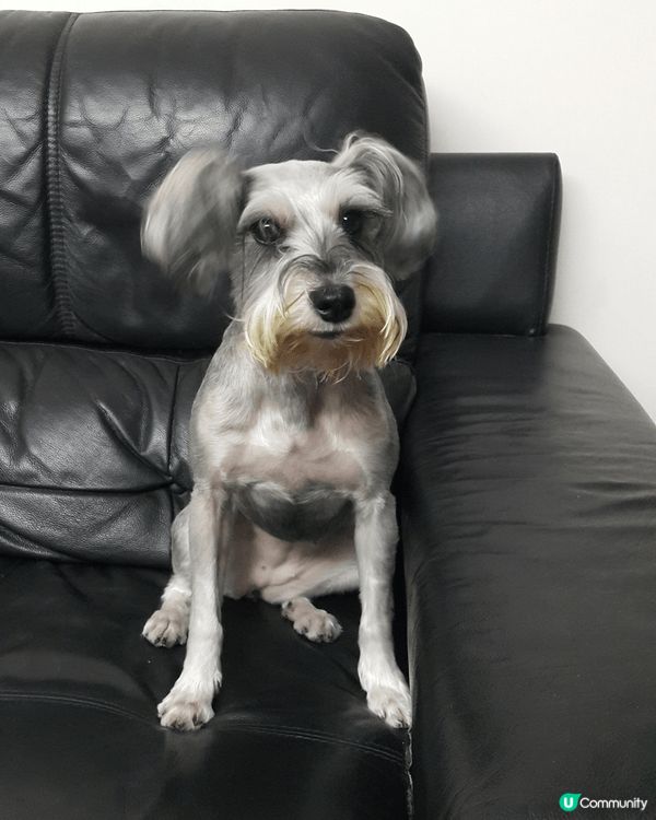 我的寵物叫蝦膏，今年16歲喇，最鐘意就係食同訓覺